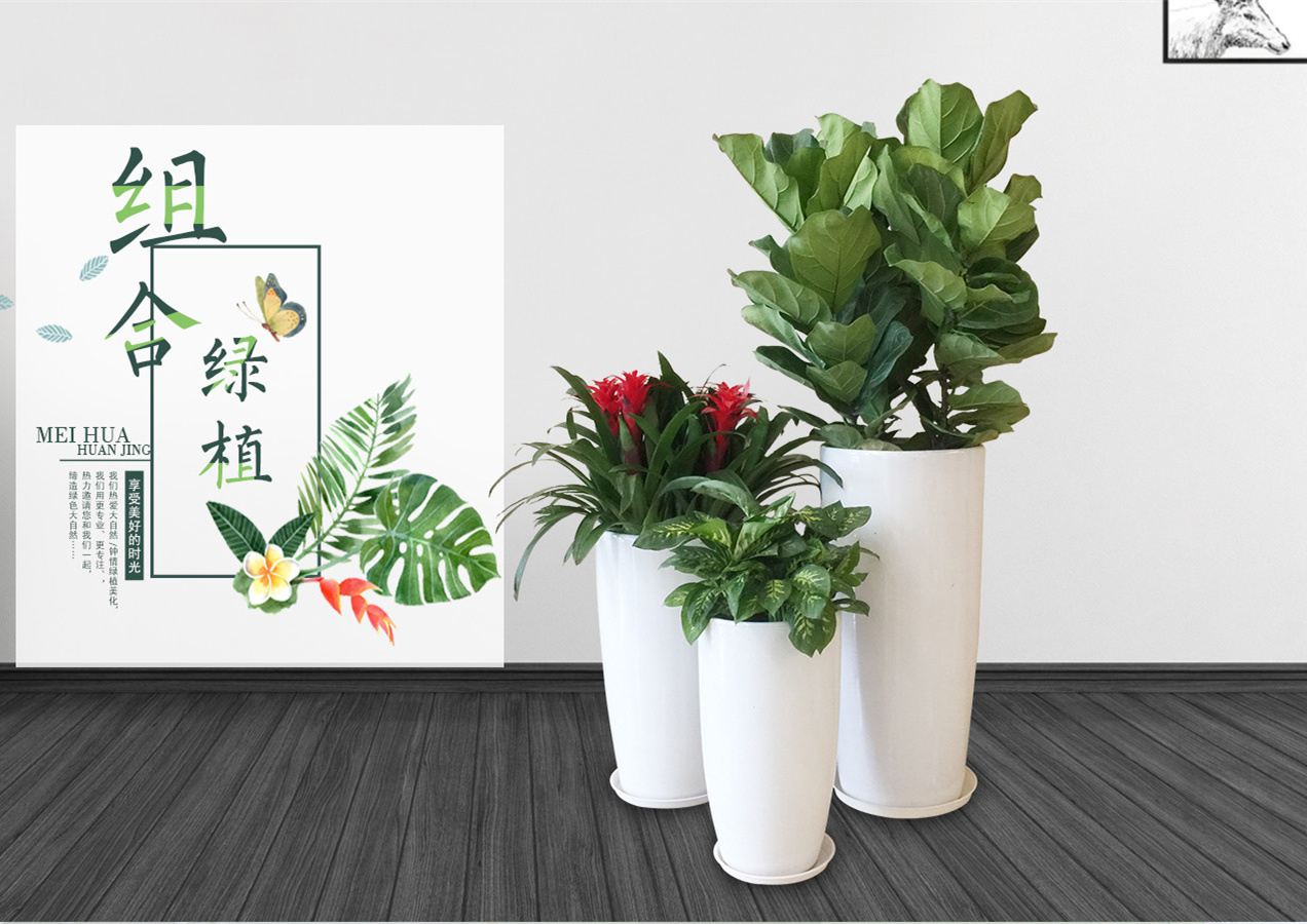 室內綠植租擺價格